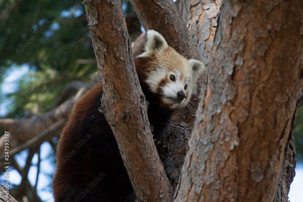 Fototapeta premium Panda rojo subido a un árbol