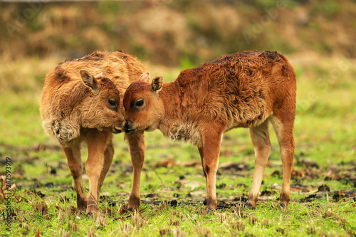 Canvas Print two calves in a field playing close together