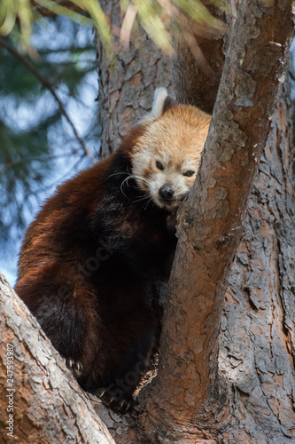 Panda rojo subido a un árbol © Azahara