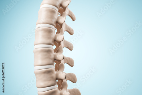Realistic human spine illustration. Side view on the blue background. 3d render.