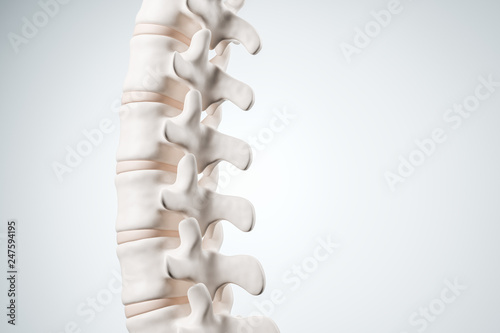 Realistic human spine illustration. Back view on the white background. 3d render. photo