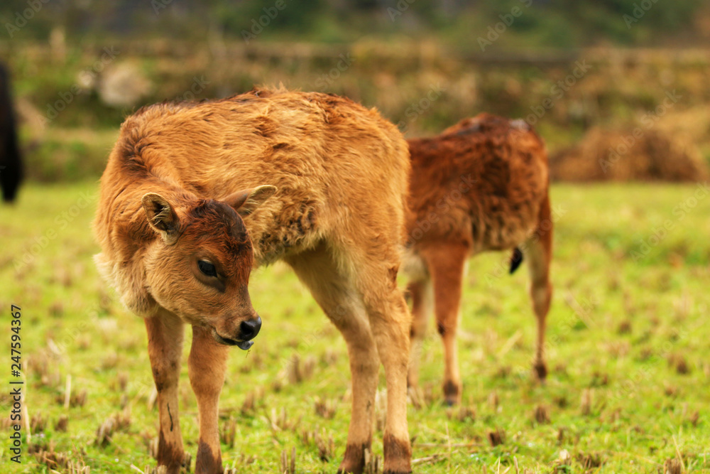 A calf looking at camera A calf looking at camera