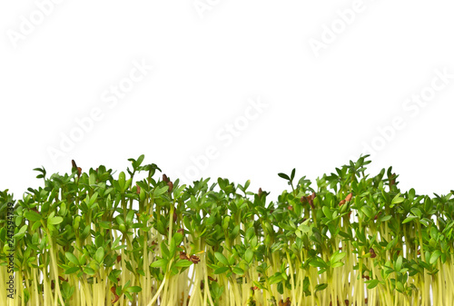 Microgreen Cress Salad isolated on white background. Seamless horizontal photo of greenery. Copy space for text.