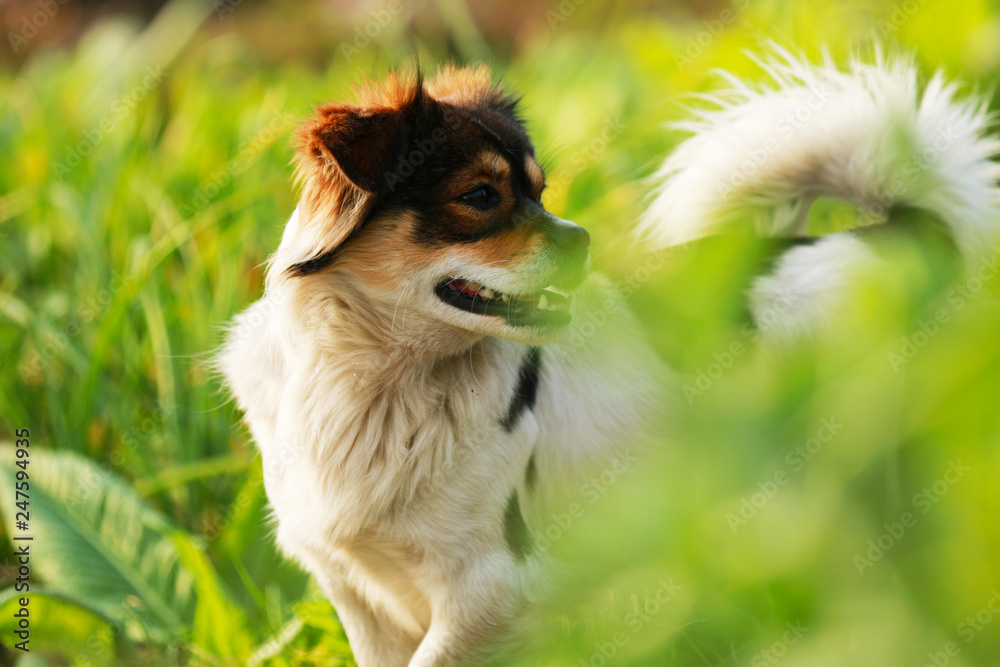 A pet dog playing happily in a country field
