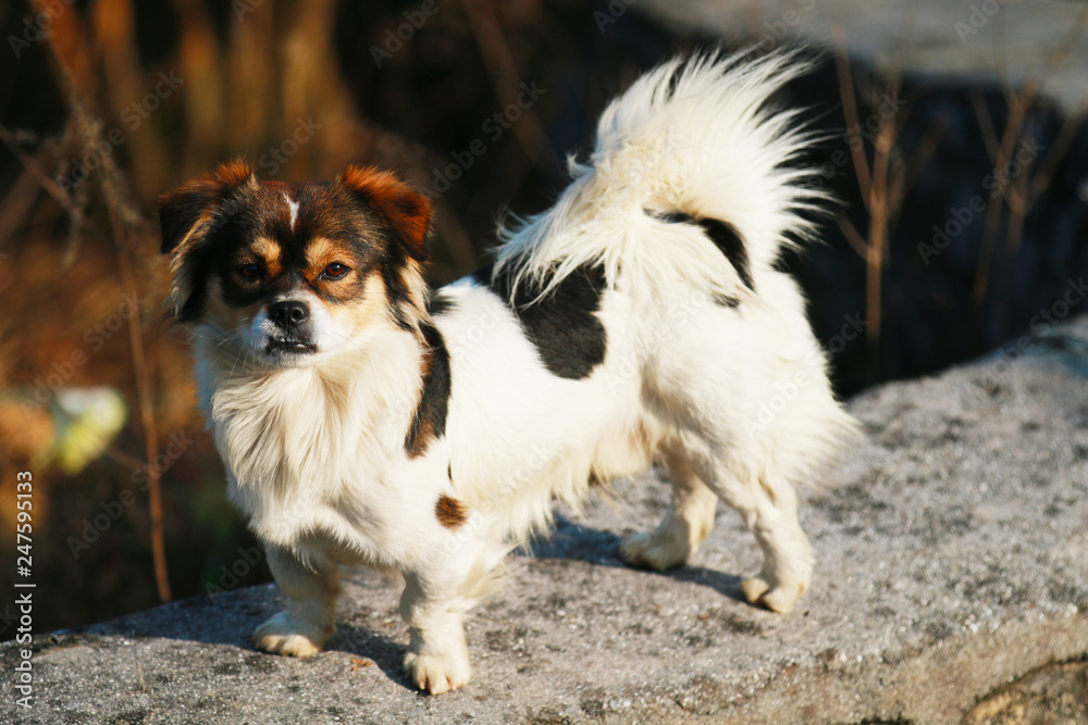 A pet dog playing happily in a country field