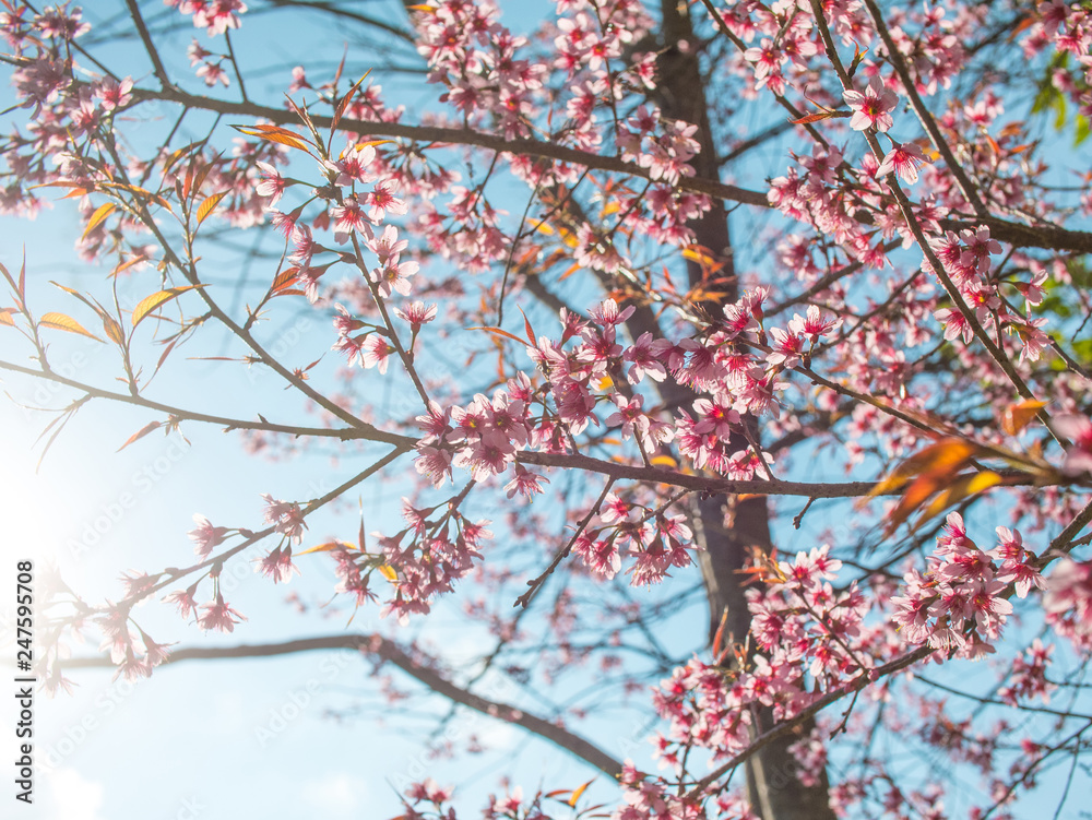 Pink flowers tree on blue sky with sunny. Pink flowers tree on blue sky with sunny.