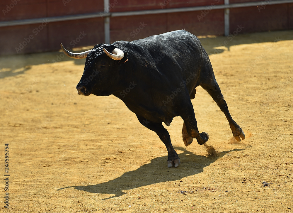toro español toro español