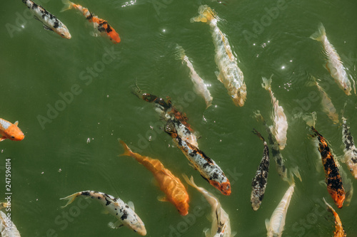 koi carp fish different color pond breeding