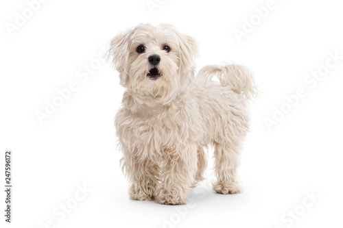 Cute maltese poodle dog
