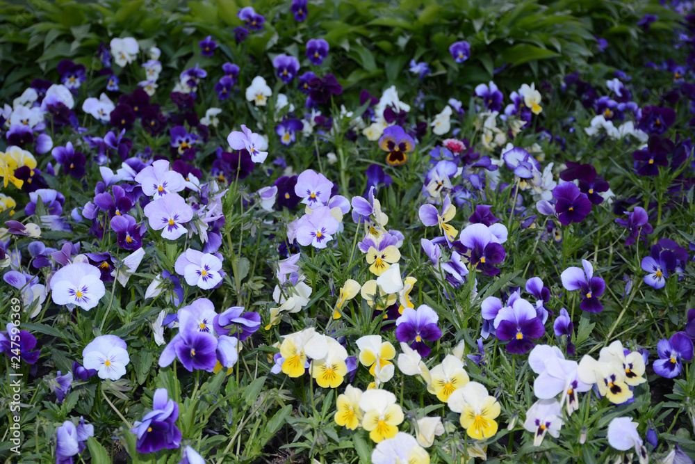pansy, flower, pansies, garden, spring, purple, flowers, nature, beauty, viola, summer, white, blue, bloom, pattern, yellow, violet, floral, plant, pansy, flower, pansies, garden, spring, purple, flowers, nature, beauty, viola, summer, white, blue, bloom, pattern, yellow, violet, floral, plant,