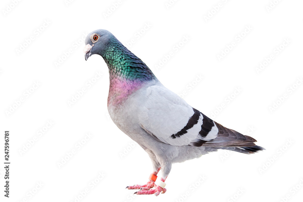 Fototapeta premium full body of male speed racing pigeon bird isolated white background
