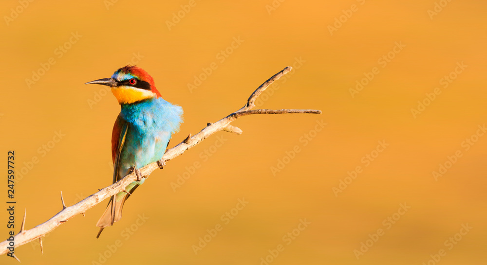 colored bird sitting on a branch on a yellow background colored bird sitting on a branch on a yellow background