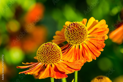 Closeup of helenium
