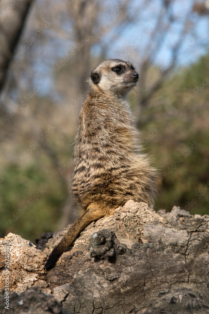 Fototapeta premium Suricato a la luz del sol