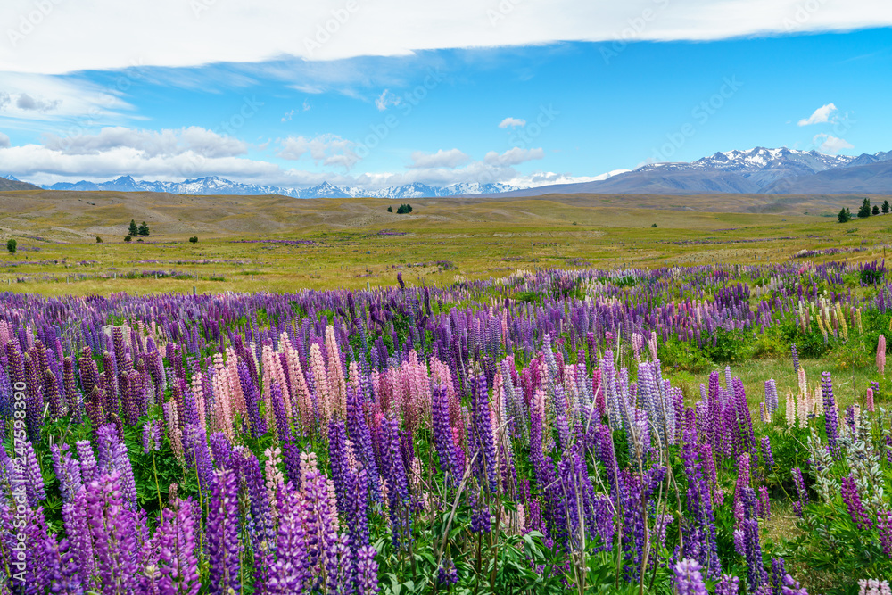 Fototapeta premium lupins in the mountains, canterbury, new zealand 6