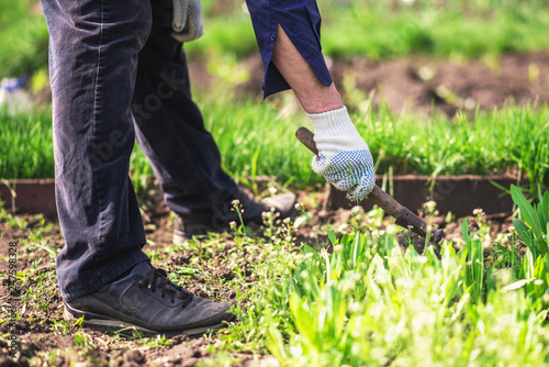 old man uproots hoe weeds in his garden