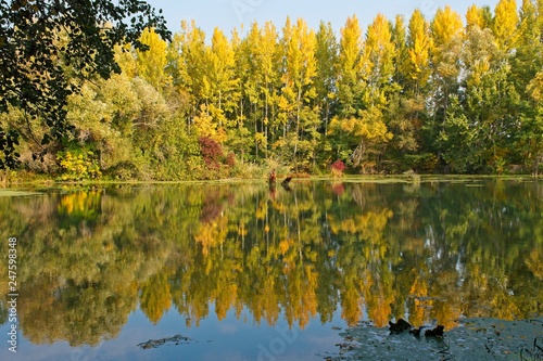 Water arm in Danubian wetland, Malinovo, Slovakia, Europe