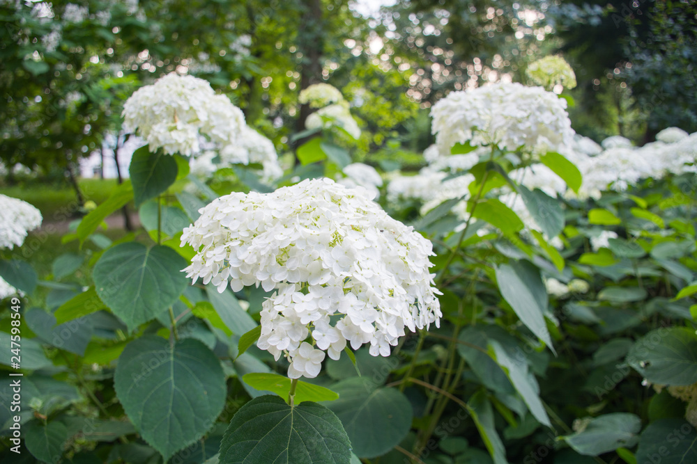 hydrangea; white; garden; flowers; summer; background; blossom; color; shrub; blooming; hydrangeas; nature hydrangea; white; garden; flowers; summer; background; blossom; color; shrub; blooming; hydrangeas; nature