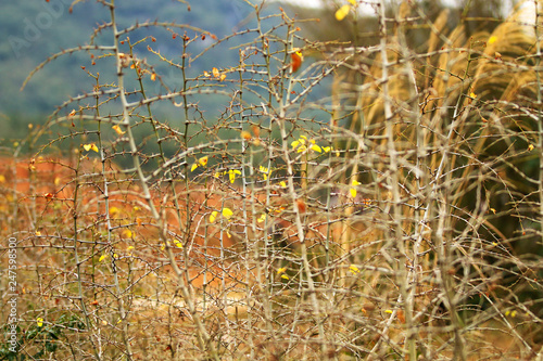 Bushes in the wild in winter