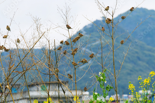 A group of sparrows perched on a branch at dusk