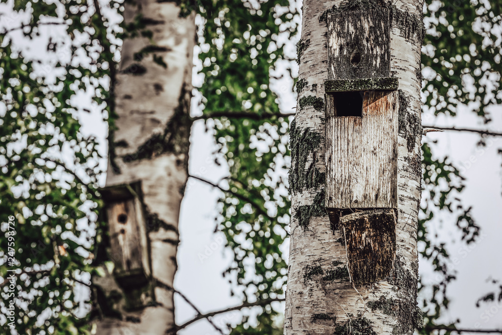 A Closeup of the Birdhouse on a Birch Tree on Early Sunny Spring Day - Concept of Natural and Environment Friendly Lifestyle
