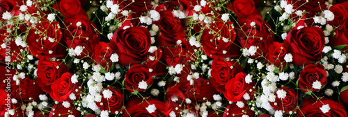 Photography Natural Dark Red Ruby Roses Background Wallpaper