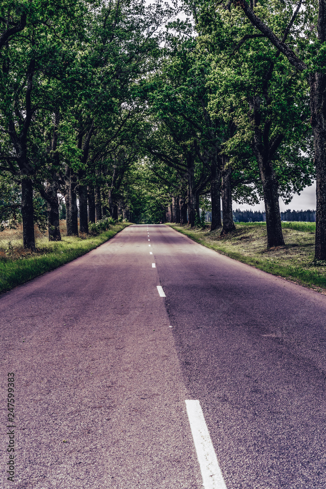 Road Going Through the Alley in Countryside on Sunny Early Spring Day - Concept of Joy and Happiness and Travel Road Going Through the Alley in Countryside on Sunny Early Spring Day - Concept of Joy and Happiness and Travel