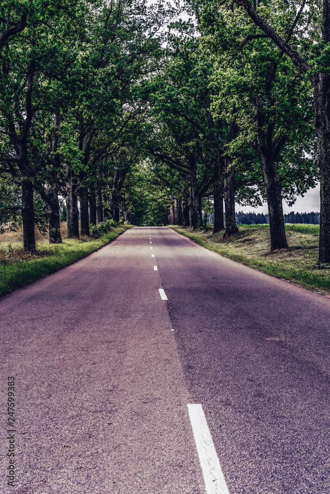 Road Going Through the Alley in Countryside on Sunny Early Spring Day - Concept of Joy and Happiness and Travel