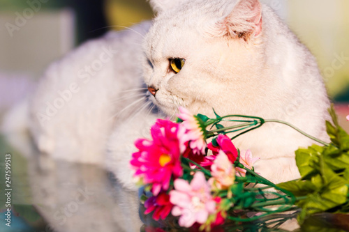 The cute cat on the desk photo