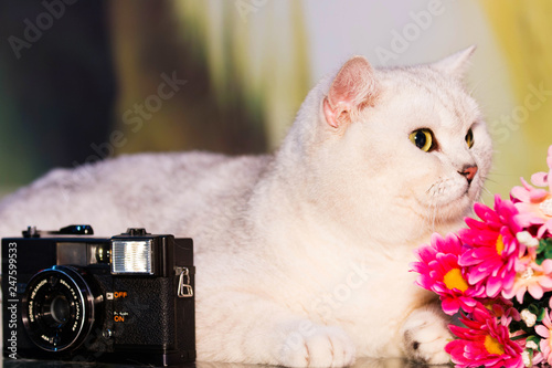 The cute cat on the desk photo