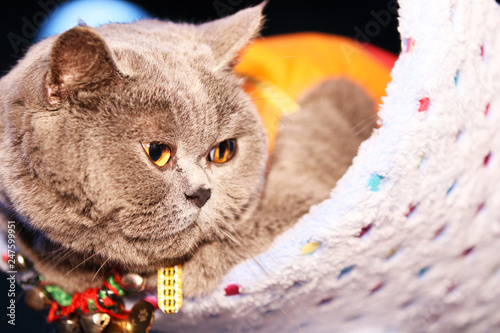 Cute short cat close-up