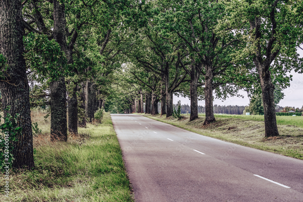 Naklejka premium Road Going Through the Alley in Countryside on Sunny Early Spring Day - Concept of Joy and Happiness and Travel
