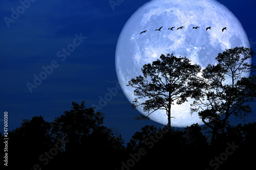 super snow moon back silhouette bird in field night sky