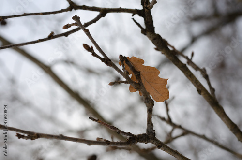 Tableau sur toile the last yellow leaf on an oak branch in winter