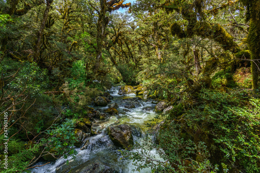 little waterfall in the rain forest, southland, new zealand