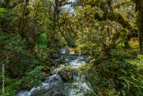 Fototapeta Naklejka Na Ścianę i Meble -  little waterfall in the rain forest, southland, new zealand