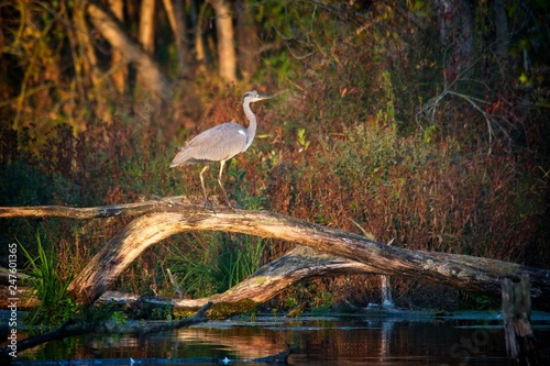 Fotografie Blue heron in natural environment, Danubian wetland, Slovakia, Europe