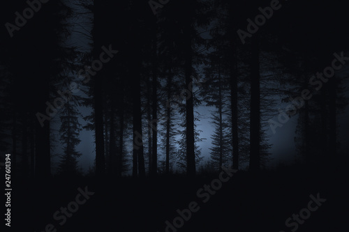 Fototapeta Naklejka Na Ścianę i Meble -  dark scary forest with spooky trees