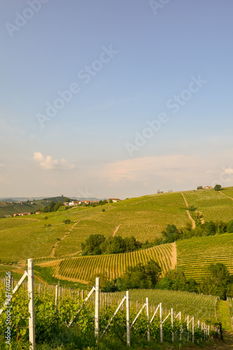 Scenic view of vineyard hills in springtime, Barbaresco, Langhe, Piedmont, Italy