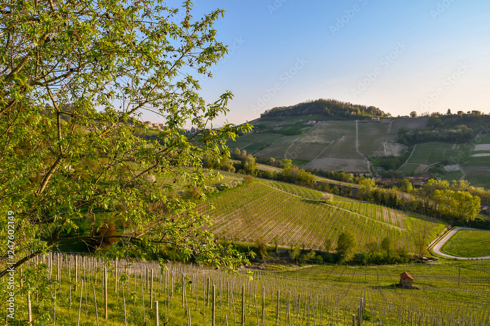 Scenic view of vineyard hills in springtime, Monforte d'Alba, Langhe, Piedmont, Italy