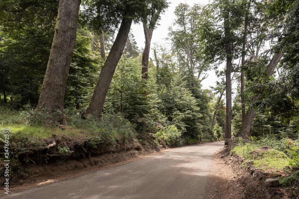 road in forest