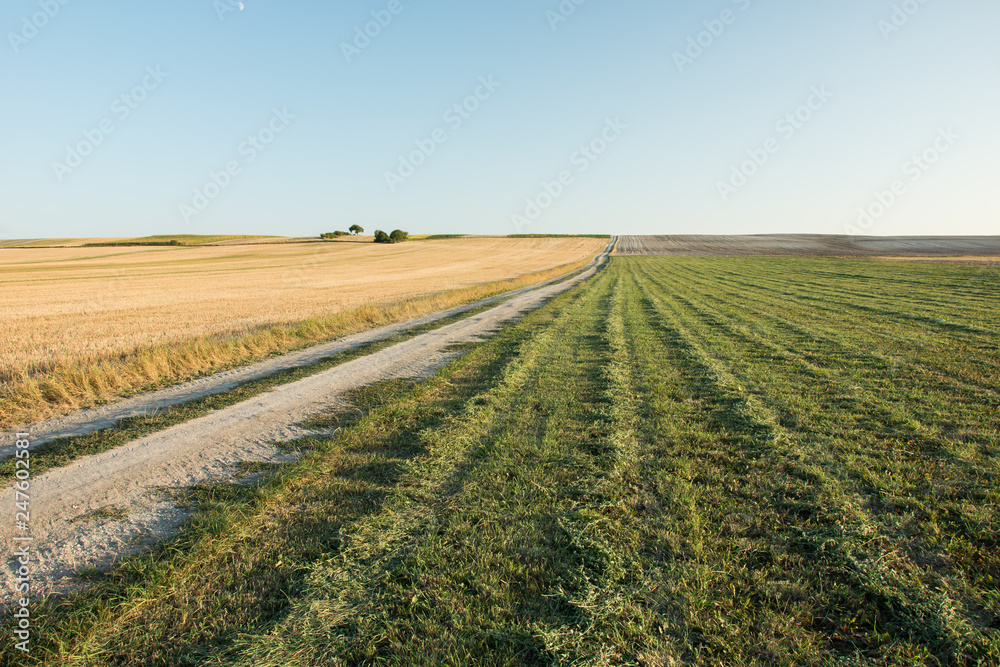 Dirt road through the stubble and green mowed field, horizon and cloudless sky