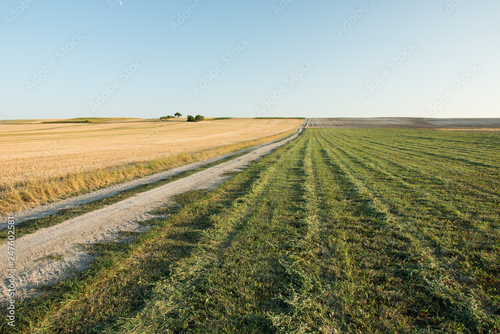 Dirt road through the stubble and green mowed field, horizon and cloudless sky Dirt road through the stubble and green mowed field, horizon and cloudless sky