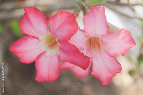 Azalea Tree in garden
