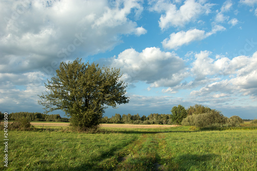 Large green deciduous shrub growing on a meadow and clouds on a blue sky