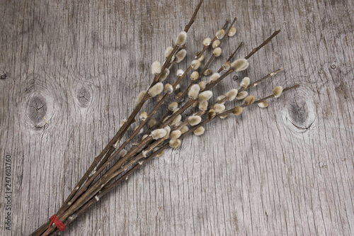 sprig of willow on a gray wooden background