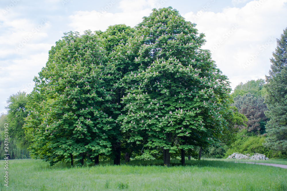 beautiful park, garden, trees Salicaceae, oak, green grass, paths, picturesque piisezazh beautiful park, garden, trees Salicaceae, oak, green grass, paths, picturesque piisezazh