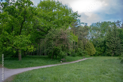 beautiful park, garden, trees Salicaceae, oak, green grass, paths, picturesque piisezazh