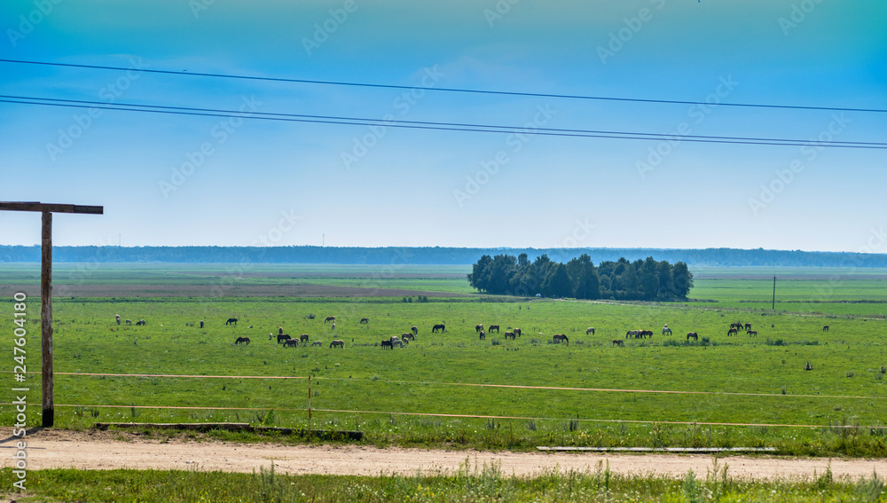 Herd of horses grazing in pasture.