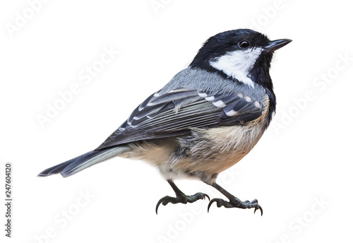 Coal tit (Periparus ater), isolated on white background photo